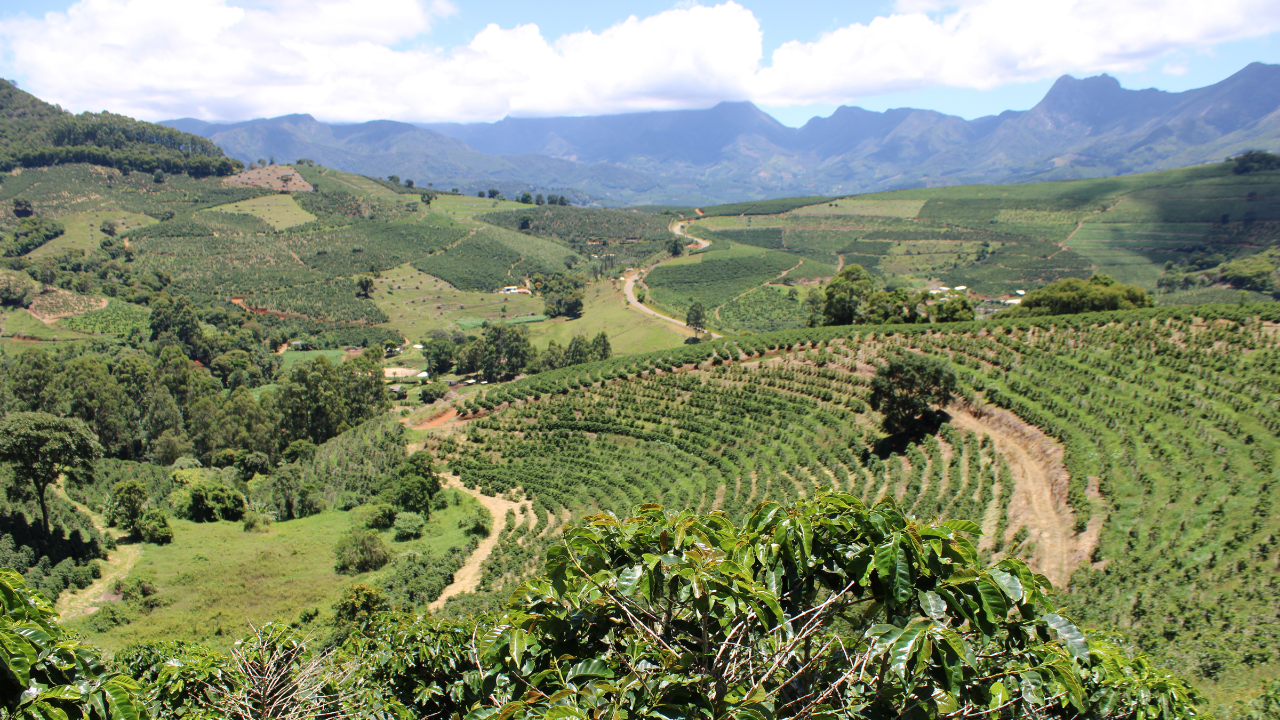 Why Does Origin Matter in Coffee Flavour?