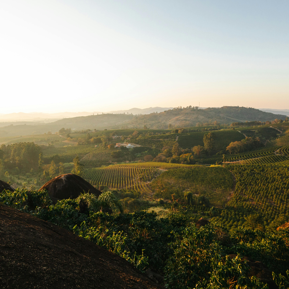 Brazilian Coffee: The Heartbeat of Specialty Coffee