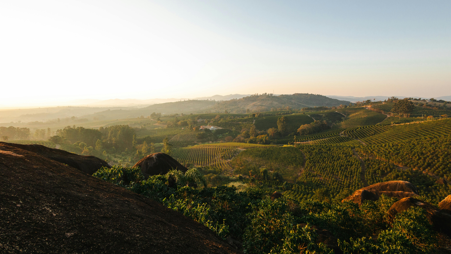 Brazilian Coffee: The Heartbeat of Specialty Coffee