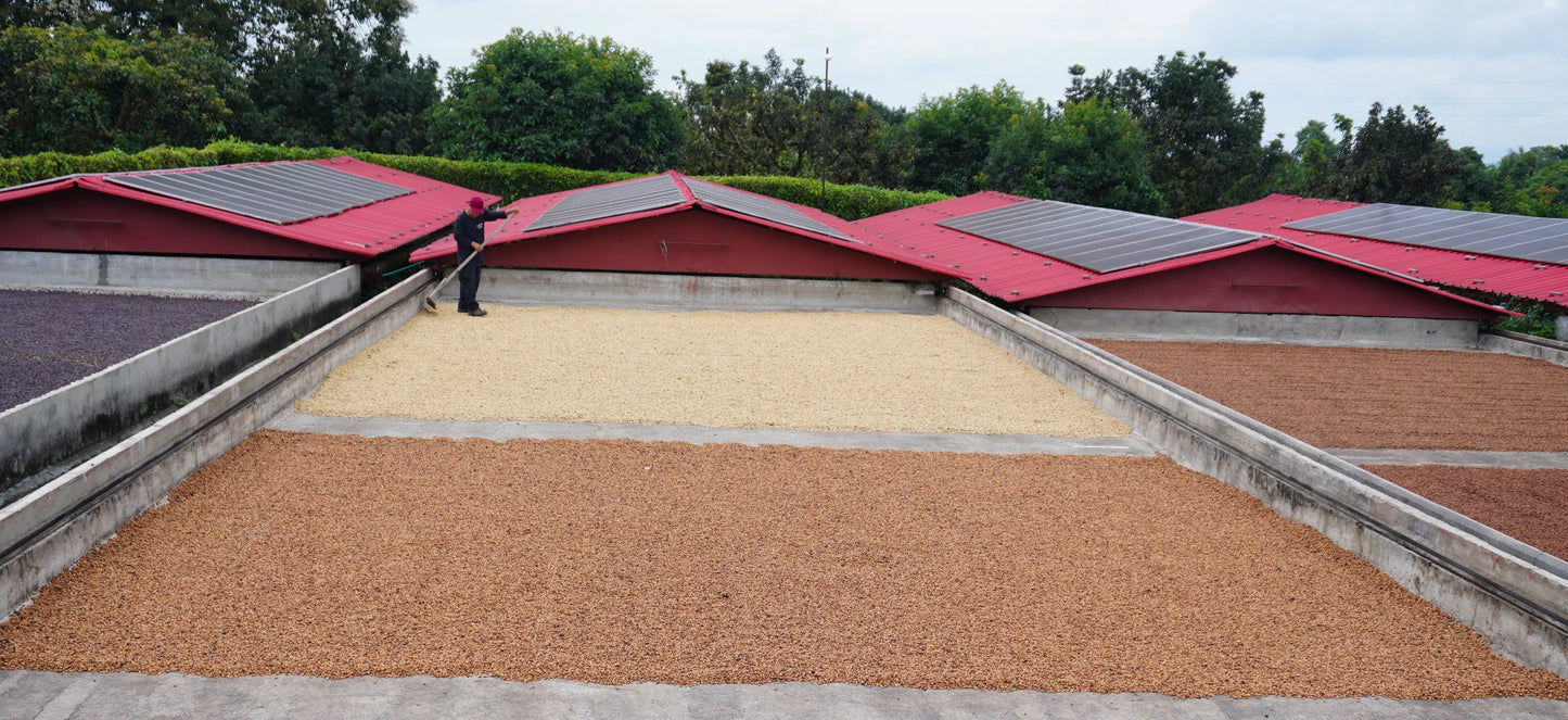 How Coffee Processing Shapes the Flavour in Your Cup The Wood Roaster