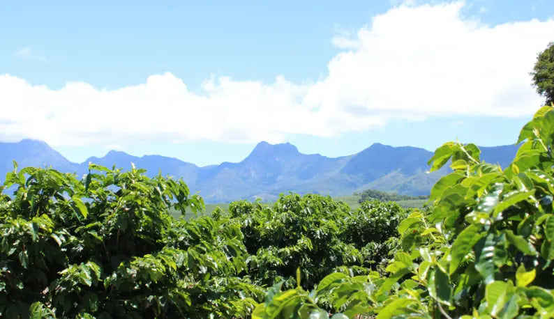 How Altitude Impacts Coffee Flavour