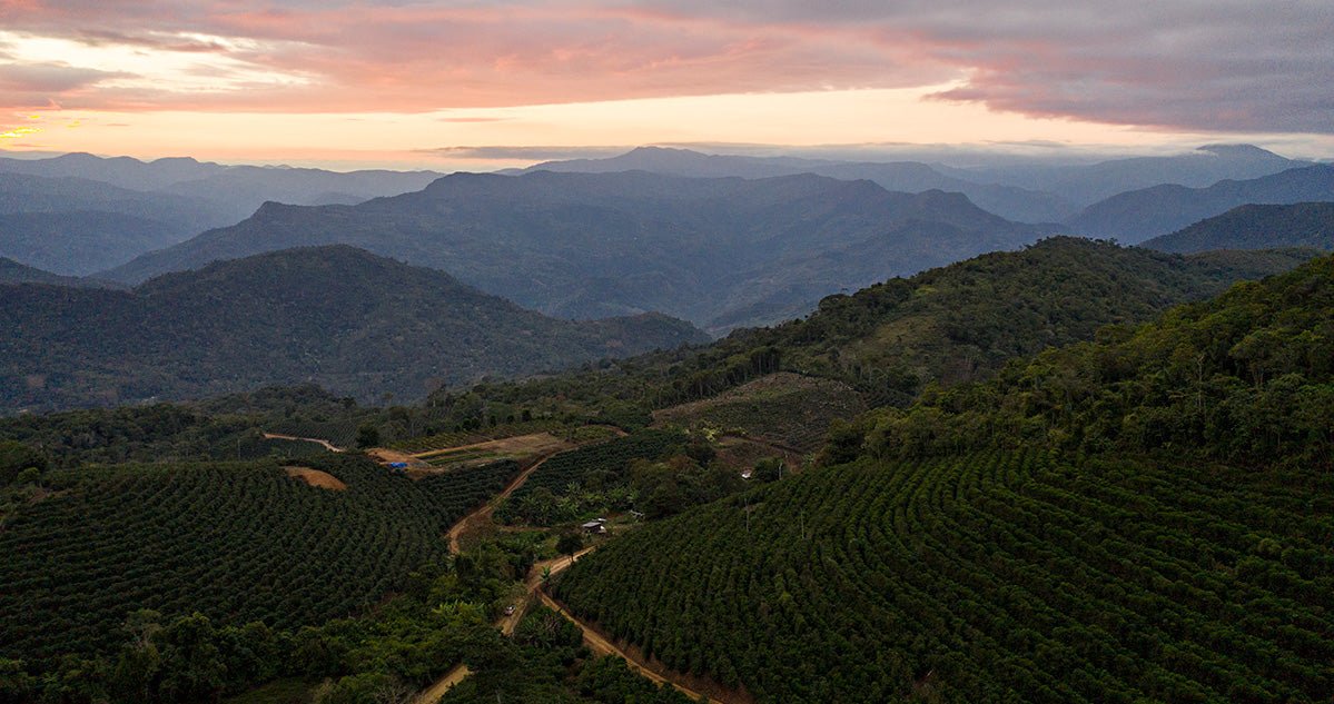 Bolivia Coffee Beans: A Hidden Gem in the World of Coffee - The Wood Roaster