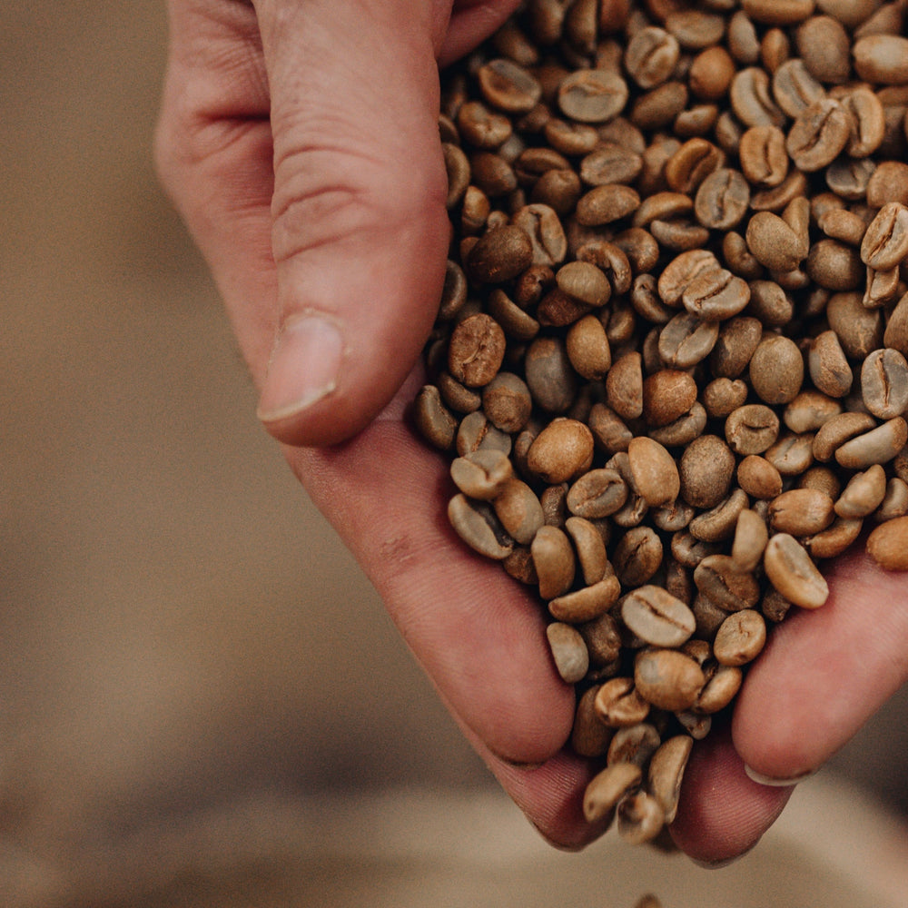 How We Test for Mould in Our Coffee