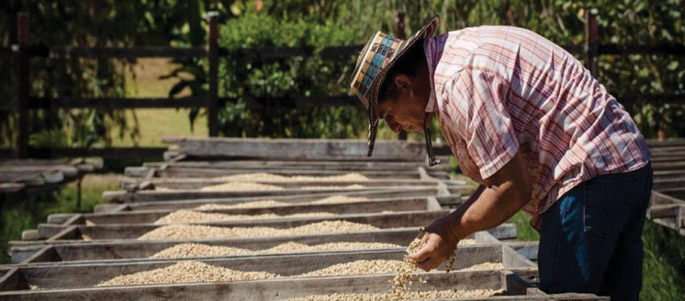 What makes Panama Coffee Beans the best in the world? - The Wood Roaster