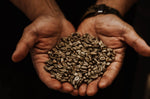 What's the difference between Arabica & Robusta coffee? - The Wood Roaster
