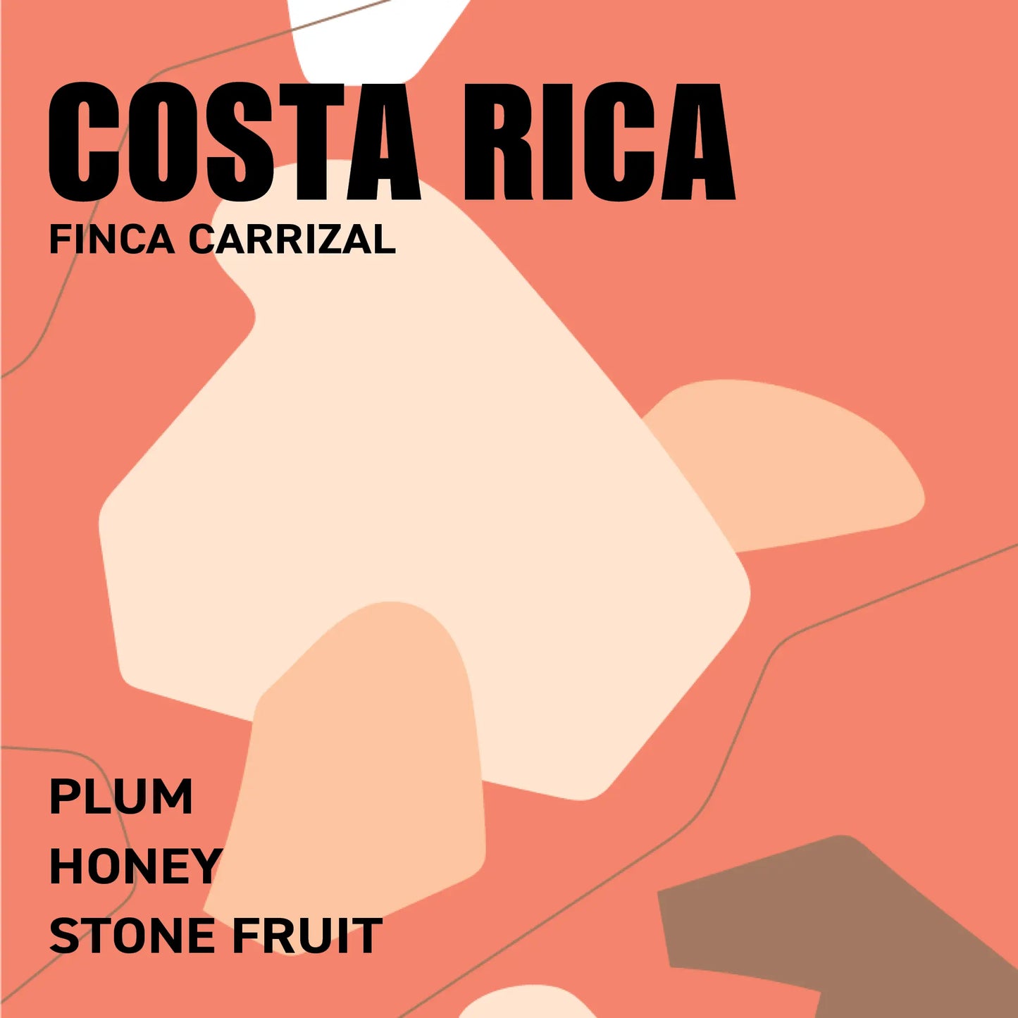 Costa Rica Finca Carrizal The Wood Roaster Coffee