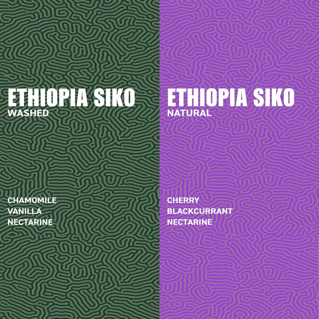 The Ethiopia Siko Collection: Washed vs Natural Flavour Profile