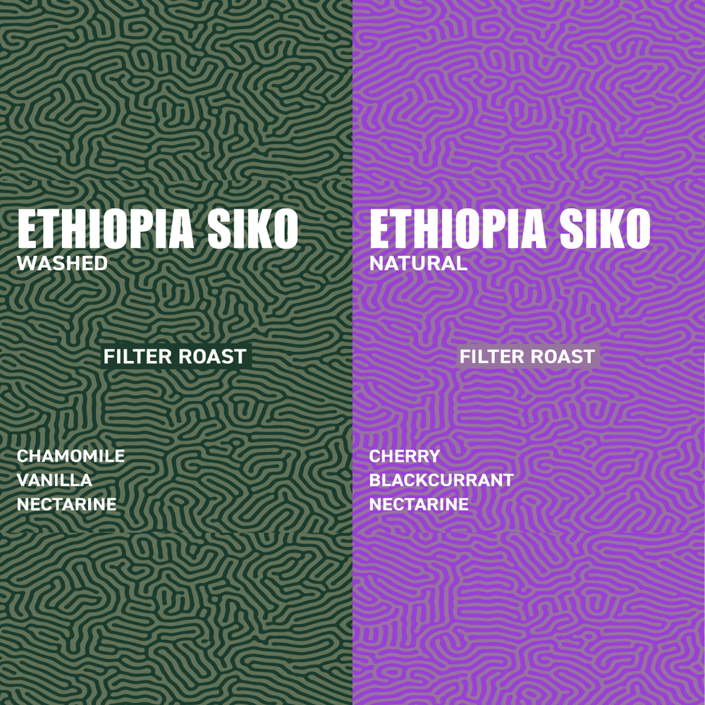 The Ethiopia Siko Filter Roast Collection: Washed vs Natural Flavours