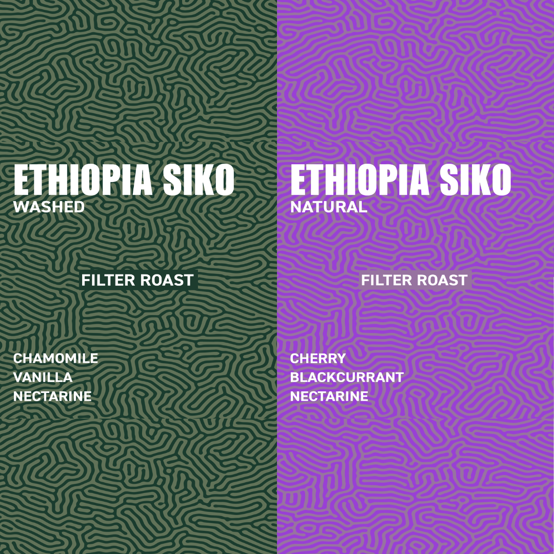 The Ethiopia Siko Filter Roast Collection: Washed vs Natural Flavours