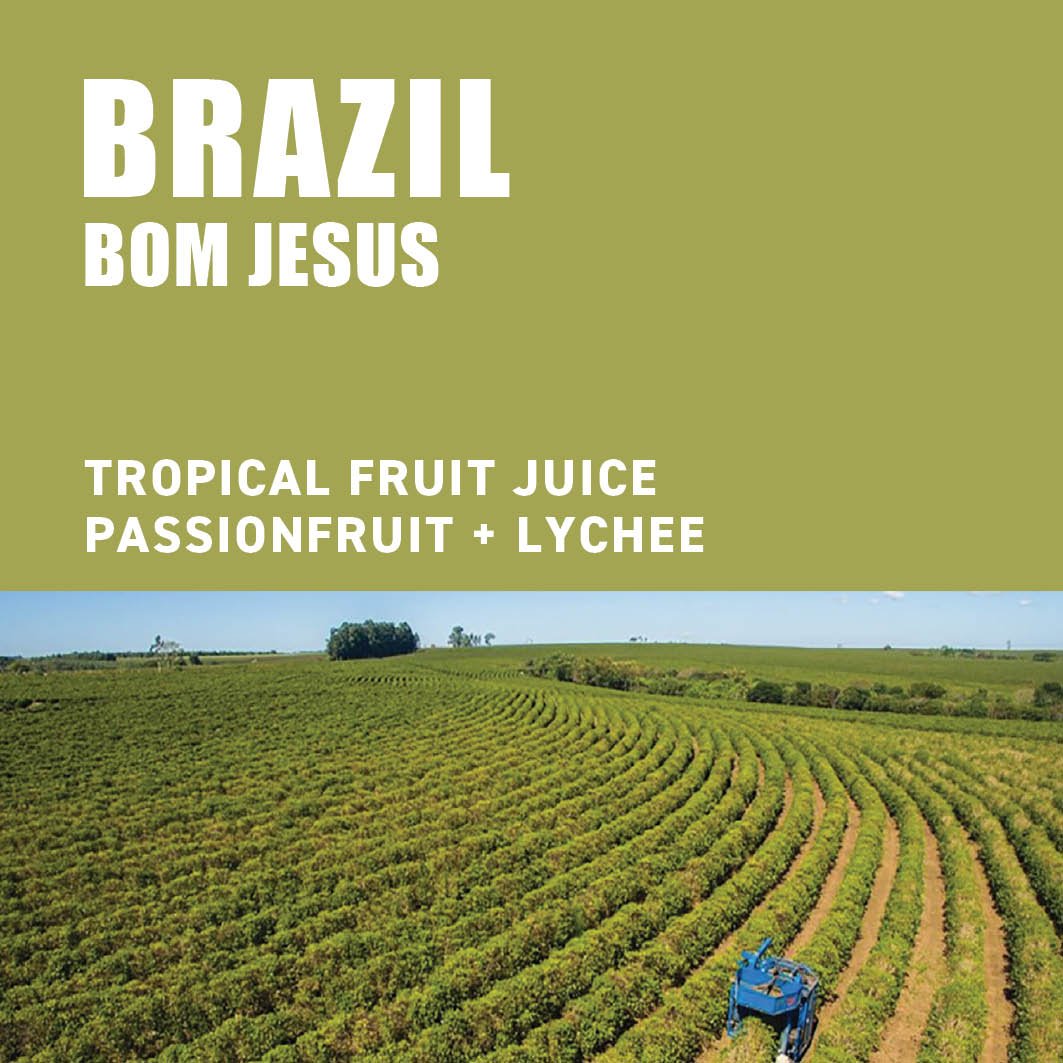 Brazil Bom Jesus - The Wood Roaster