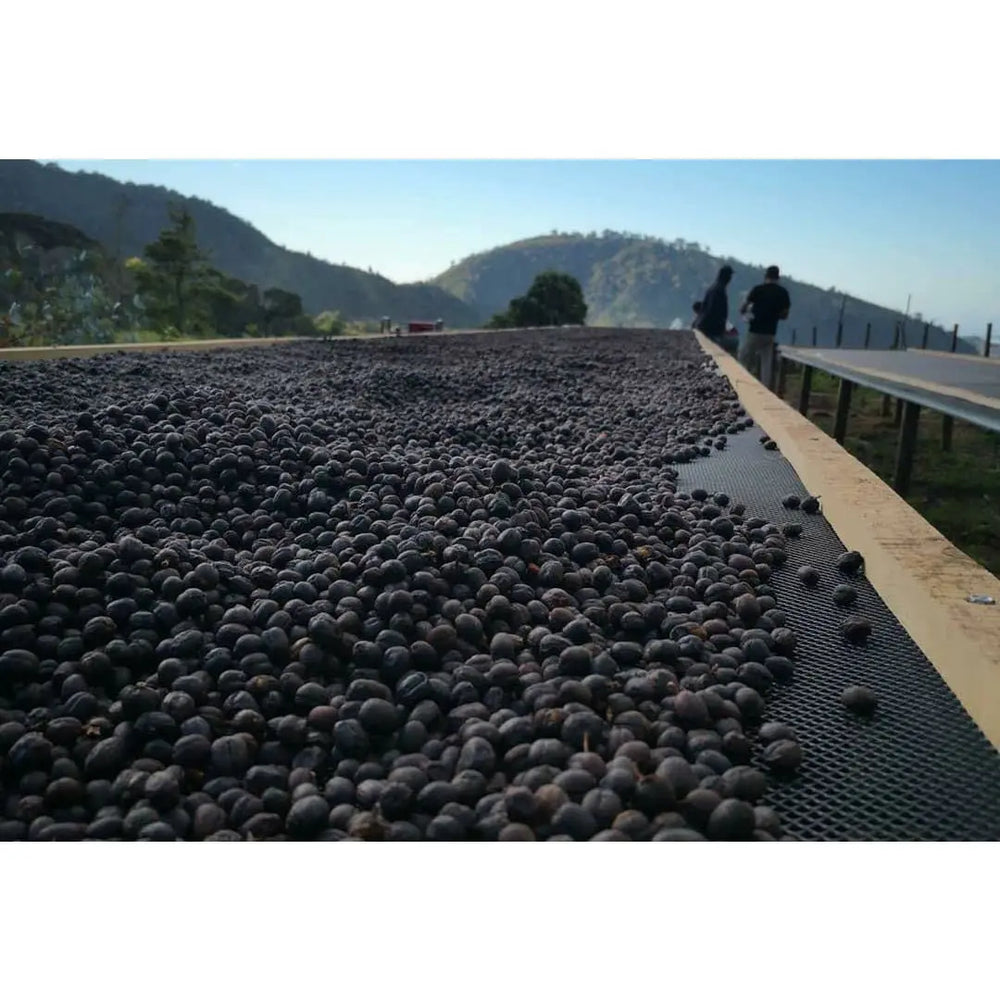 
                  
                    Single Origin Peru Villa Rica Natural 100% Micro - Lot - The Wood Roaster
                  
                